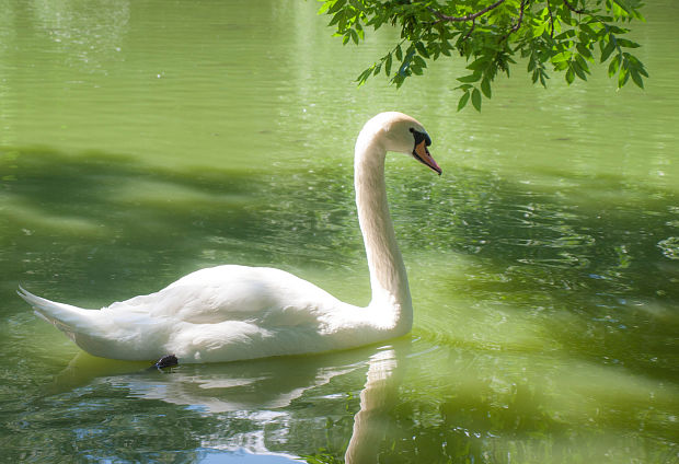 labuť velká  Cygnus olor