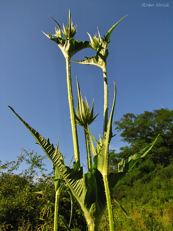 štetka lesná Dipsacus fullonum L.