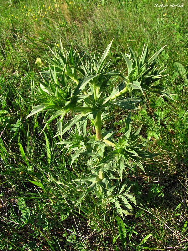 kotúč poľný Eryngium campestre L.