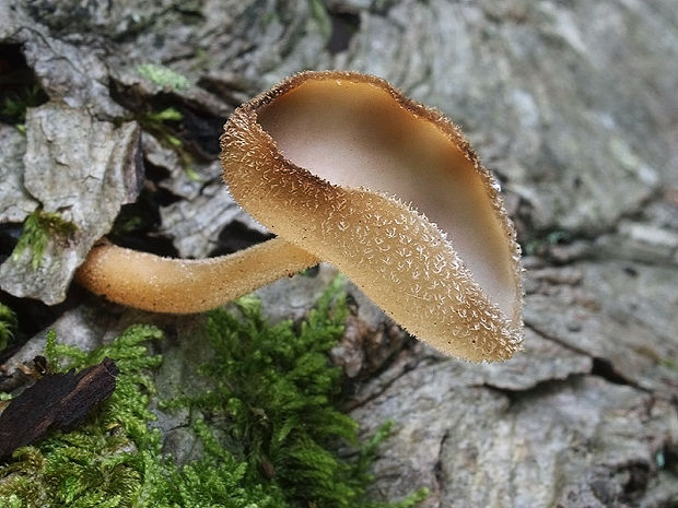 chriapač brvitý Helvella macropus (Pers.) P. Karst.