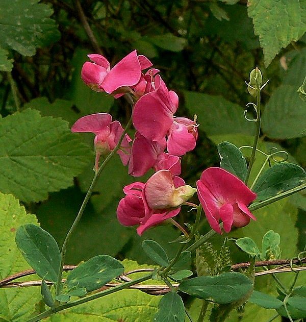 hrachor hľuznatý Lathyrus tuberosus L.