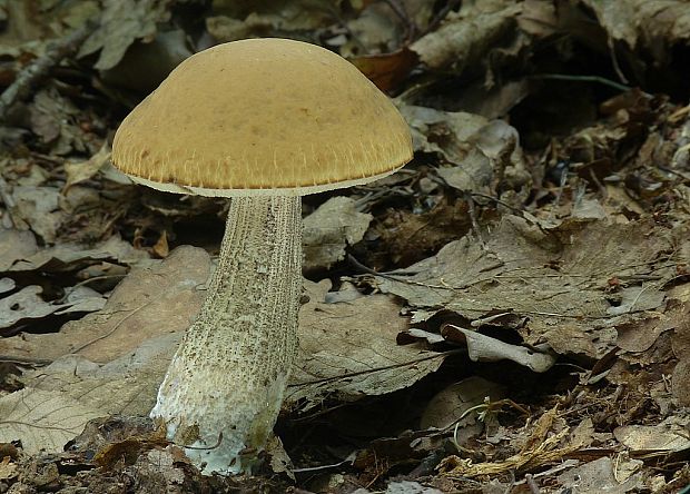 kozák hrabový Leccinum pseudoscabrum (Kallenb.) Šutara