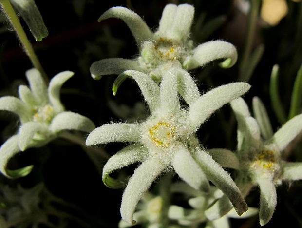 plesnivec alpínsky (Mignon) Leontopodium alpinum Cass.