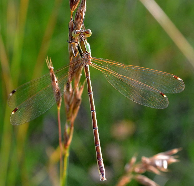 šidlovka Lestes barbarus Fabricius, 1798