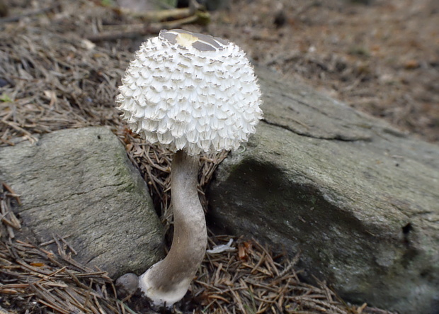 bedľa hustošupinatá Leucoagaricus nympharum (Kalchbr.) Bon