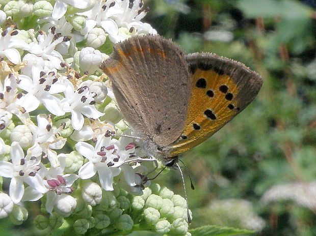 ohniváčik čiernokrídly Lycaena phlaeas Linnaeus, 1761