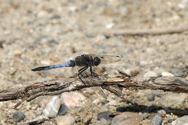 vážka rybničná Orthetrum cancellatum