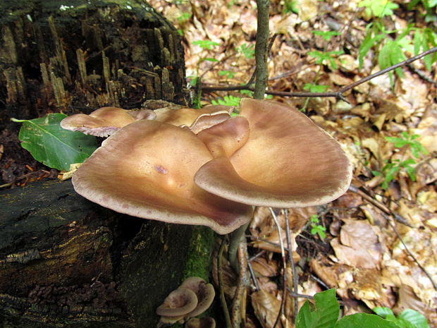 húževnatec škľabkovitý Panus conchatus (Bull.) Fr.