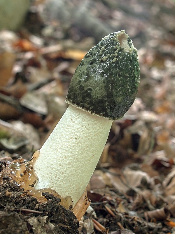 hadovka smradľavá Phallus impudicus L.