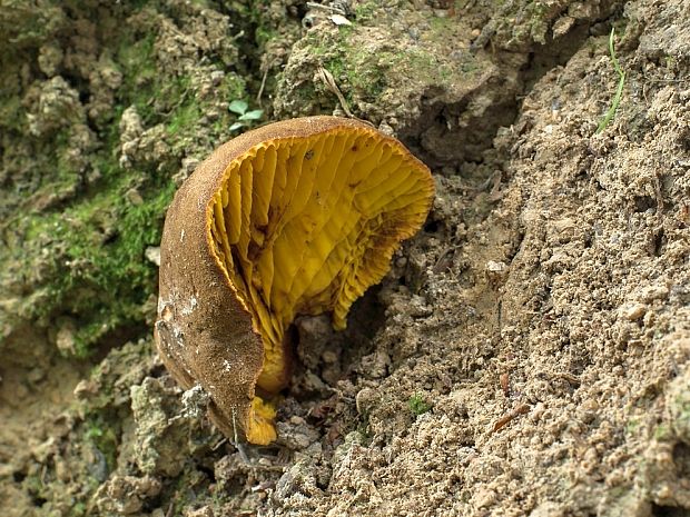 lupeňopórovec červenožltý Phylloporus rhodoxanthus (Schwein.) Bres.