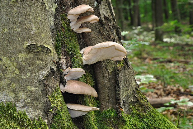 hliva buková Pleurotus pulmonarius (Fr.) Quél.