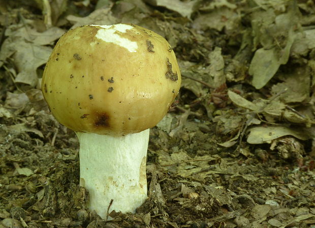 plávka smradľavá Russula foetens Pers.