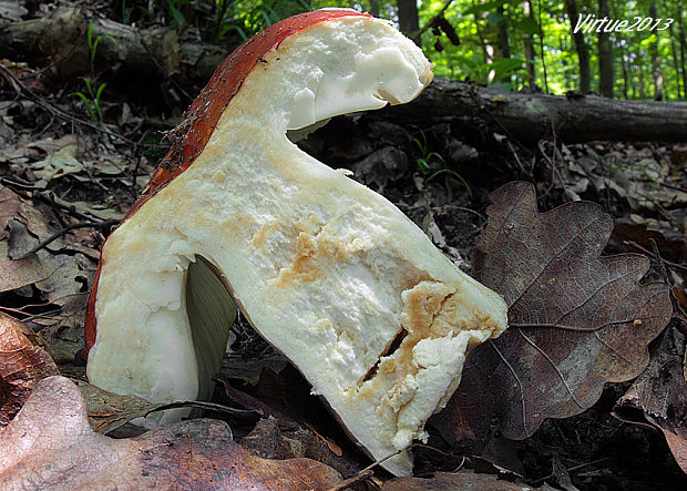 plávka haringová Russula graveolens Romell