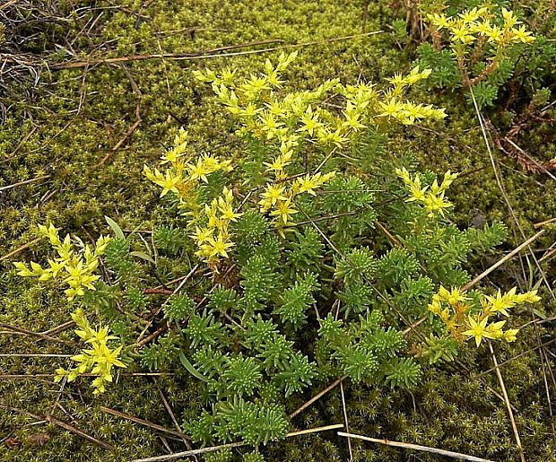 rozchodník šesťradový Sedum sexangulare L.