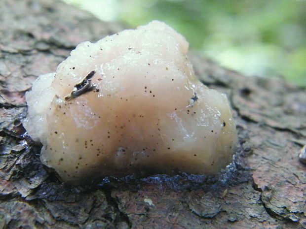 rôsolovka priesvitná Tremella encephala Willd.