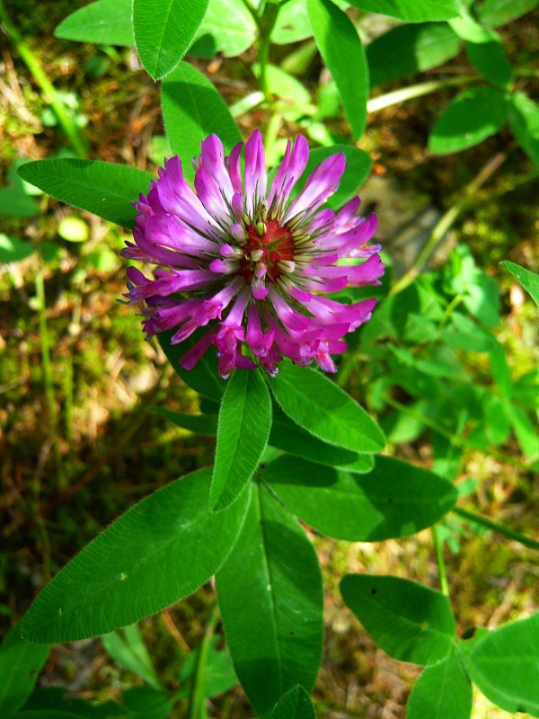 ďatelina ohnutá Trifolium flexuosum Jacq.