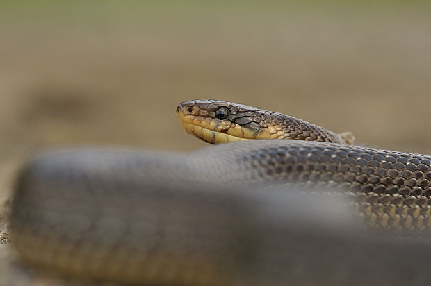 užovka stromová  Zamenis longissimus