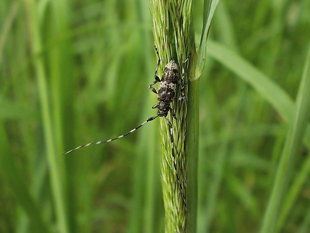 vrzúnik Acanthocinus griseus Fabricius, 1793