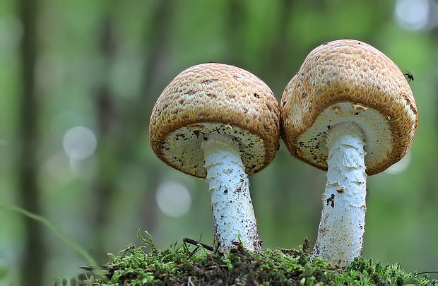 pečiarka obrovská Agaricus augustus Fr.