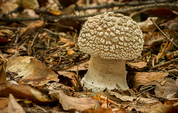 muchotrávka červenkastá Amanita rubescens Pers.