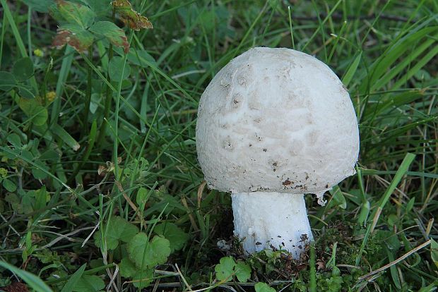 muchotrávka šiškovitá Amanita strobiliformis Gonn. & Rabenh.