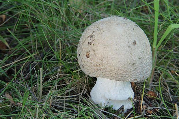 muchotrávka šiškovitá Amanita strobiliformis Gonn. & Rabenh.