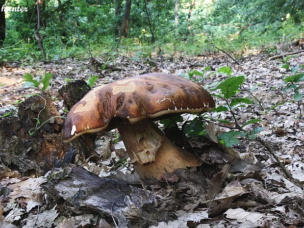 hríb bronzový Boletus aereus Bull. ex Fr.