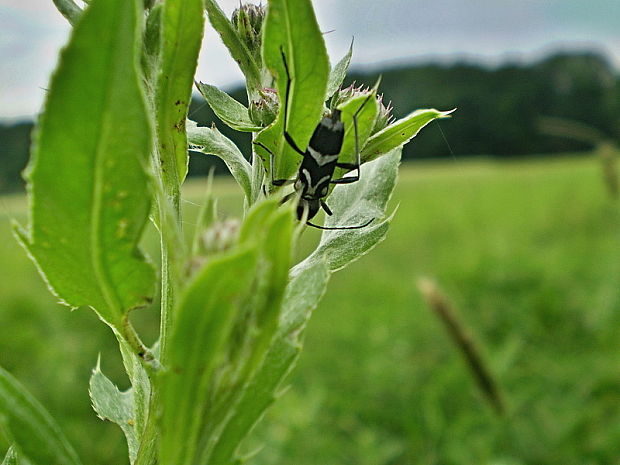 fuzáč Chlorophorus figuratus Scopoli, 1763