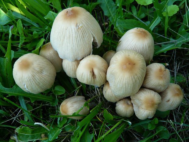 hnojník Coprinellus sp.