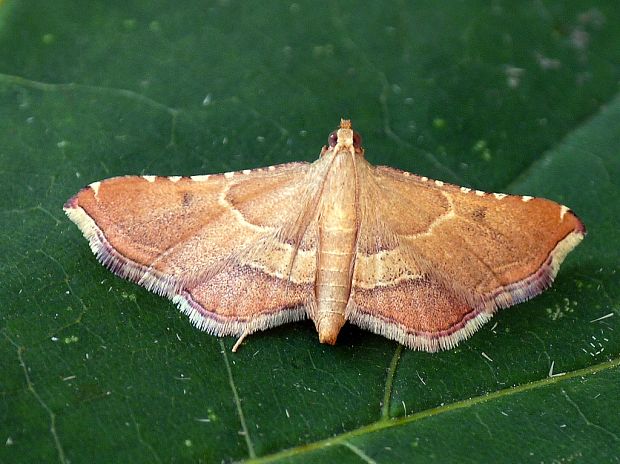 vijačka plamenná Endotricha flammealis