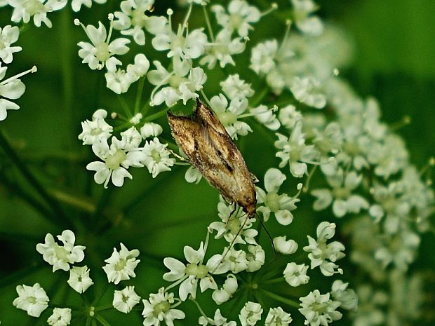 šupinovka kozonohová Epermenia illigerella Hübner, 1813