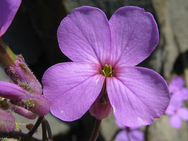 večernica srstnatá Hesperis pycnotricha Borbás et Degen