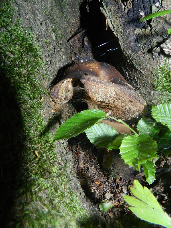 kozák hrabový Leccinum pseudoscabrum (Kallenb.) Šutara