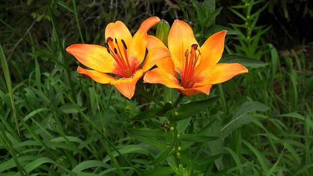 ľalia cibuľkonosná Lilium bulbiferum L.