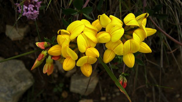 ľadenec rožkatý Lotus corniculatus L.