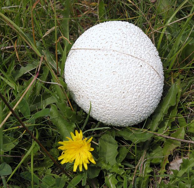 rozpadavec dlabaný Lycoperdon utriforme Bull.