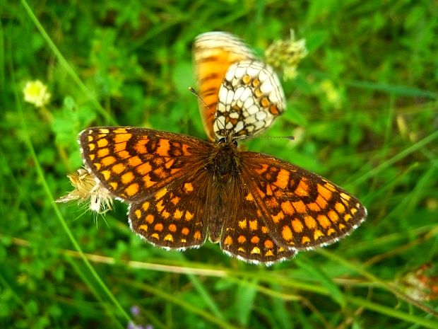 hnedáčik skorocelový Melitaea athalia