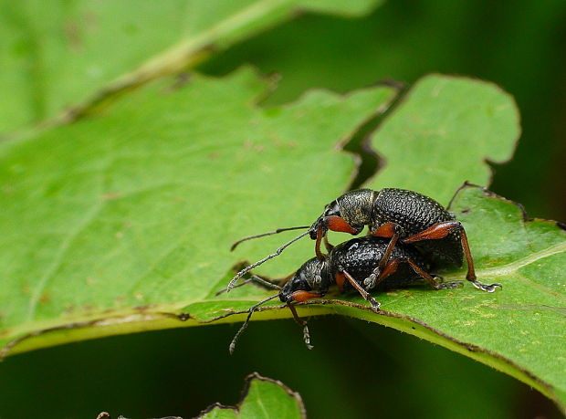 nosánik Otiorhynchus coecus Germar 1824