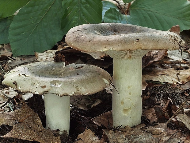 plávka fialovozelená Russula ionochlora Romagn.