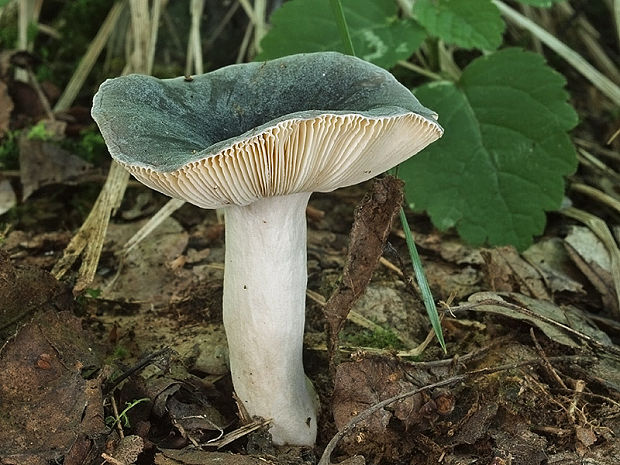 plávka modrozelená Russula parazurea Jul. Schäff.