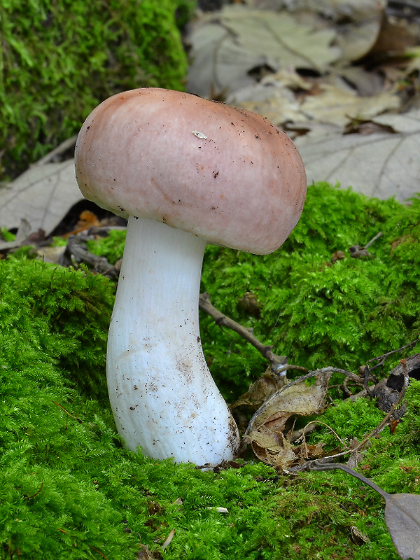 plávka mandľová Russula vesca Fr.