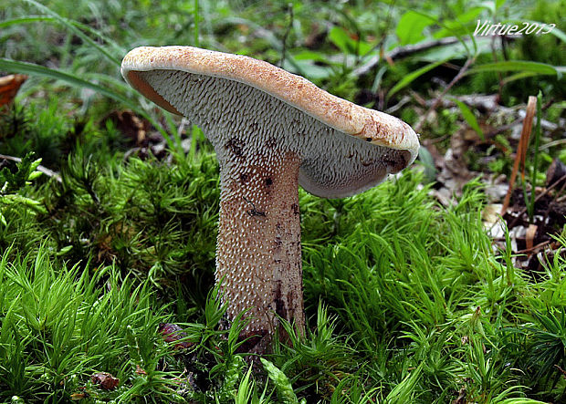 jelenkovec škridlicovitý Sarcodon imbricatus (L.) P. Karst.