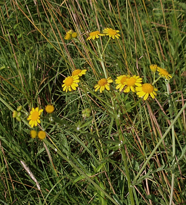 starček bludný Senecio erraticus Bertol.