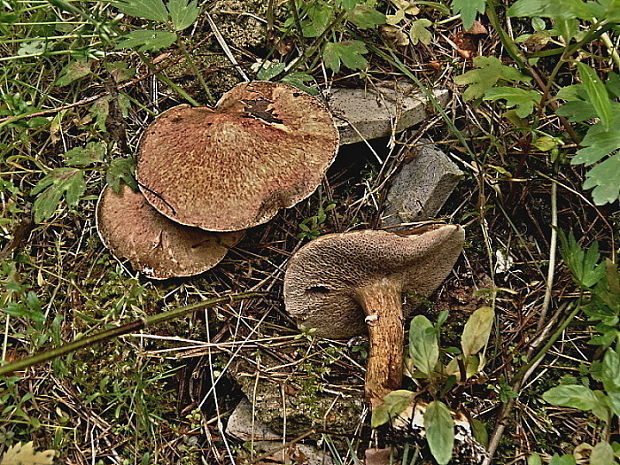 masliak lepkavý Suillus viscidus (L.) Roussel