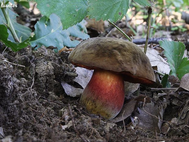 hríb zrnitohlúbikový Sutorius luridiformis (Rostk.) G. Wu & Zhu L. Yang