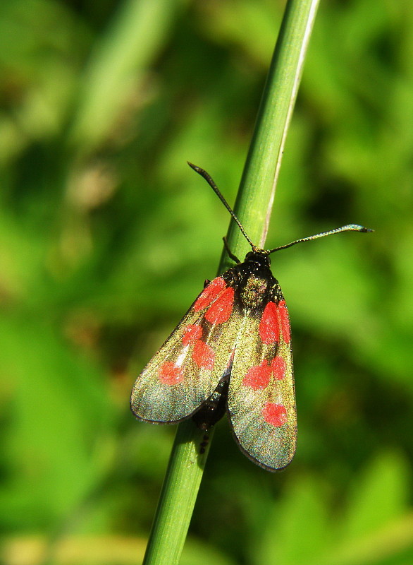 vretienka vikova Zygaena viciae