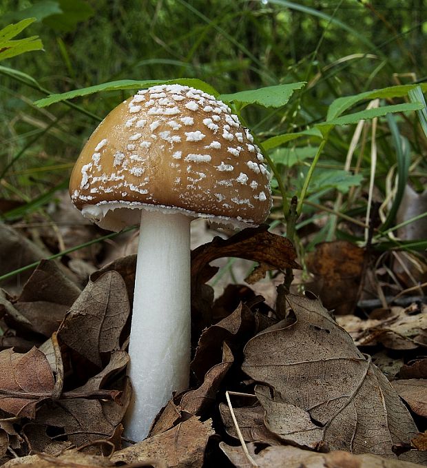 muchotrávka tigrovaná Amanita pantherina (DC.) Krombh.