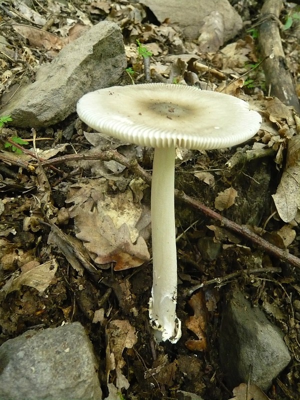 muchotrávka pošvatá Amanita vaginata (Bull.) Lam.