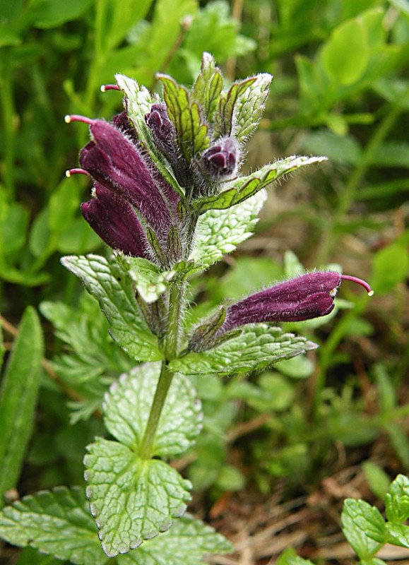 bartsia alpínska Bartsia alpina L.