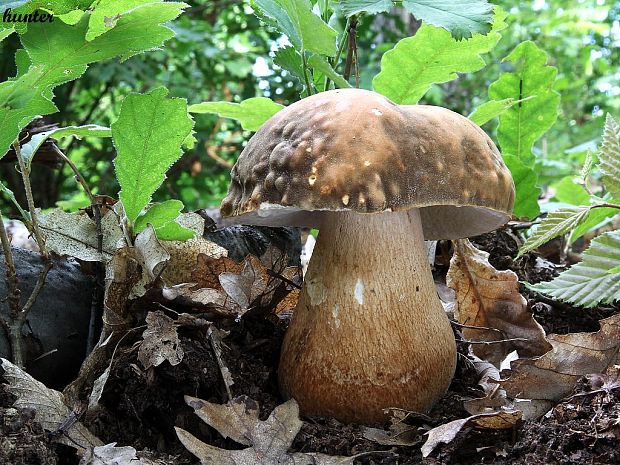 hríb bronzový Boletus aereus Bull. ex Fr.